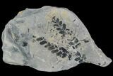 Pennsylvanian Plant (Lycopodites) Plate - Kentucky #112943-1
